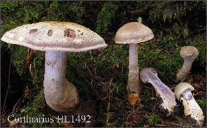  (Cortinarius anomalus - MQ18-HL1492-QFB30079)  @11 [ ] Copyright (2016) Herman Lambert Unspecified