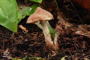  (Cortinarius comptulus - MQ18-HRL538-QFB29905)  @11 [ ] Copyright (2010) Renée Lebeuf Unspecified