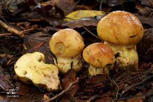  (Cortinarius mussivus - MQ18-HRL600-QFB29908)  @11 [ ] Copyright (2010) Renée Lebeuf Unspecified