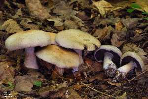  (Cortinarius malodorus - MQ18-HRL1489-QFB29870)  @11 [ ] Copyright (2013) Renée Lebeuf Unspecified