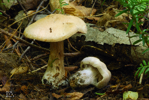  (Cortinarius sp. IUMQ3764 Disjungendi - MQ18-HRL1570-QFB29871)  @11 [ ] Copyright (2013) Renée Lebeuf Unspecified