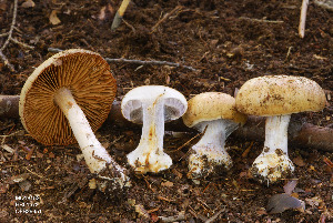  (Cortinarius glaucocyanopus - MQ18-HRL1572-QFB29951)  @11 [ ] Copyright (2013) Renée Lebeuf Unspecified