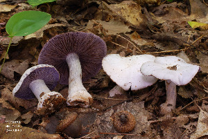  (Cortinarius lilacinus - MQ18-HRL1776-QFB29959)  @11 [ ] Copyright (2014) Renée Lebeuf Unspecified