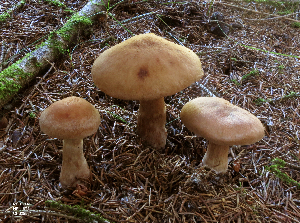  (Cortinarius piceidisjungendus - MQ18-HRL1874-QFB29881)  @11 [ ] Copyright (2014) Renée Lebeuf Unspecified