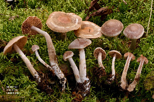  (Cortinarius sp. IUMQ3777 privignipallens - MQ18-HRL2323-QFB29986)  @11 [ ] Copyright (2016) Renée Lebeuf Unspecified