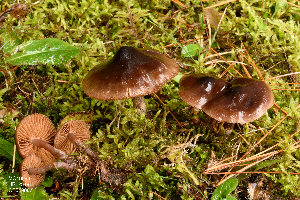  (Cortinarius psammocola - MQ18088)  @11 [ ] Copyright (2016) Renée Lebeuf Unspecified