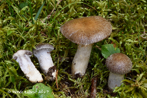  (Cortinarius infractiflavus - MQ21-HRL2483-QFB32938)  @11 [ ] Copyright (c) (2017) Renee Lebeuf Mycoquebec