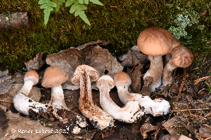  (Cortinarius aptecohaerens - MQ22-QFB33116-HRL3592)  @11 [ ] Copyright (c) (2021) Renee Lebeuf Unspecified