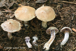  (Cortinarius saturninus - MQ23-HRL4026)  @11 [ ] Copyright © (2022) Renee Lebeuf Unspecified