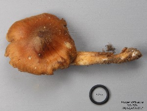  (Cortinarius gentilissimus - MQ17231-QFB29739)  @11 [ ] Copyright (2017) Jacques Landry Mycoquebec