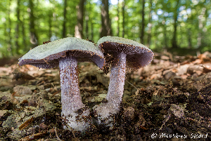  (Cortinarius obliquus - MQ23-Mtt0420)  @11 [ ] CreativeCommons - Attribution Share-Alike (2023) Matthieu Sicard Mycoquebec