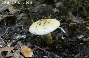 ( - MQ19-PAT-CMMF020697)  @11 [ ] Copyright (2011) Patrick Poitras Mycoquebec