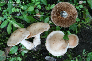  (Cortinarius lucorum - MQ19-PAT-CMMF020681)  @11 [ ] Copyright (2016) Patrick Poitras Mycoquebec