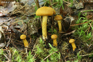  (Cortinarius cruentiphyllus - MQ19-PAT-CMMF020693)  @11 [ ] Copyright (2016) Patrick Poitras Mycoquebec