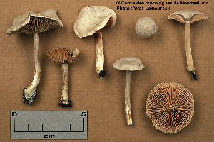  (Entoloma albogriseum - MQ21-YL1004)  @11 [ ] CreativeCommons - Attribution Share-Alike (2021) Unspecified Cercle des Mycologues de Montreal Fungarium