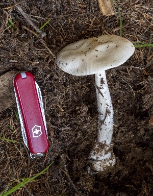  (Amanita sp - MQ22-QFB33144-GF0713)  @11 [ ] CreativeCommons - Attribution Share-Alike (2021) Guy Fortin Mycoquebec