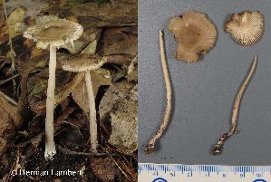  (Amanita vaginata s.l - MQ22-QFB33048-HL136)  @11 [ ] Copyright (c) (2021) Herman Lambert Mycoquebec