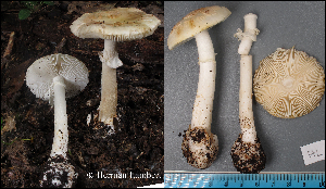  (Amanita citrina - MQ22-QFB33063-HL151)  @11 [ ] Copyright (c) (2021) Herman Lambert Mycoquebec