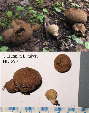  (Lycoperdon ericaeum - MQ21-HL1590-QFB32960)  @11 [ ] Copyright (c) (2019) Herman Lambert Mycoquebec