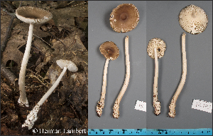  (Amanita fuscozonata - MQ23-HL175A)  @11 [ ] copyright (c) (2022) Herman Lambert Unspecified