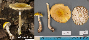  (Amanita flavorubens - MQ23-HL188A)  @11 [ ] copyright (c) (2022) Herman Lambert Unspecified