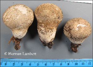  (Lycoperdon mauryanum - MQ23-HL1963)  @11 [ ] copyright (c) (2022) Herman Lambert Unspecified