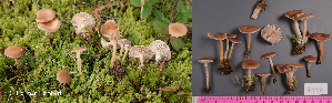  (Clitocybe coniferophila - MQ24-HL2099)  @11 [ ] bc-nc (2023) Herman Lambert Unspecified