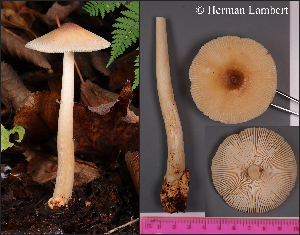  (Amanita fulva - MQ24-HL254)  @11 [ ] bc-nc (2023) Herman_Lambert Unspecified