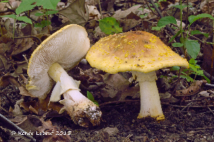  ( - MQ21-HRL1999-QFB32851)  @11 [ ] Copyright (c) (2015) Renee Lebeuf Mycoquebec