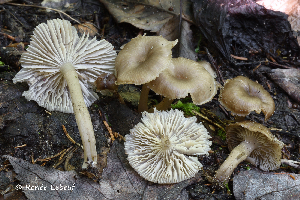  ( - MQ25a-HRL3154)  @11 [ ] CreativeCommons - Attribution Non-Commercial (2025) Renee Lebeuf Mycoquebec