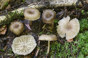  ( - MQ25a-HRL3154)  @11 [ ] CreativeCommons - Attribution Non-Commercial (2025) Renee Lebeuf Mycoquebec