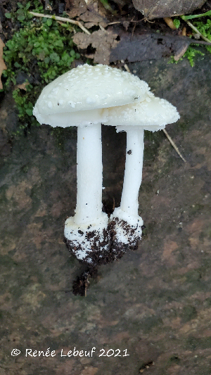  (Amanita multisquamosa - MQ22-QFB33068-HRL3375)  @11 [ ] Copyright (c) (2021) Renee Lebeuf Mycoquebec