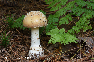  (Amanita crenulata - MQ22-QFB33071-HRL3390)  @11 [ ] Copyright (c) (2021) Renee Lebeuf Mycoquebec