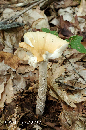  ( - MQ25a-HRL4964)  @11 [ ] (bc-nc) (2025) Renee Lebeuf Unspecified