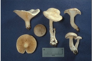  ( - MQ25a-CMMF000083)  @11 [ ] (bc-nc) (1988) Yves Lamoureux CMMF