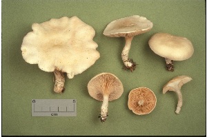  ( - MQ25a-CMMF000664)  @11 [ ] (bc-nc) (1989) Yves Lamoureux CMMF