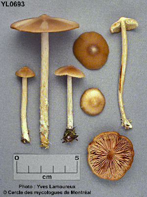  ( - MQ25a-CMMF000693)  @11 [ ] (bc-nc) (1989) Yves Lamoureux CMMF