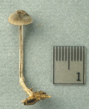  ( - MQ25a-CMMF003212)  @11 [ ] (bc-nc) (1998) Yves Lamoureux CMMF