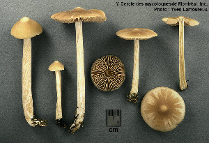  ( - MQ25a-CMMF003358)  @11 [ ] (bc-nc) (1999) Yves Lamoureux CMMF