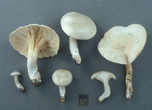  ( - MQ25a-CMMF003558)  @11 [ ] (bc-nc) (2001) Yves Lamoureux CMMF