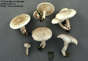  ( - MQ25a-CMMF004054)  @11 [ ] (bc-nc) (2007) Yves Lamoureux CMMF