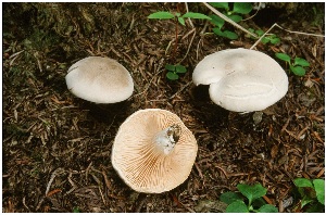  ( - MQ25a-CMMF004811)  @11 [ ] (bc-nc) (1999) Boyer, R. CMMF