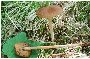  ( - MQ25a-CMMF005110)  @11 [ ] (bc-nc) (2003) Boyer, R. CMMF