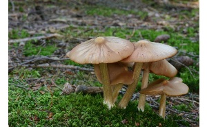  ( - MQ25a-CMMF007144)  @11 [ ] (bc-nc) (2006) McNeil, R. CMMF