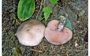  ( - MQ25a-CMMF008047)  @11 [ ] (bc-nc) (1985) McNeil, R. CMMF