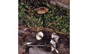  ( - MQ25a-CMMF008063)  @11 [ ] (bc-nc) (1981) McNeil, R. CMMF