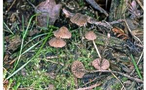  ( - MQ25a-CMMF008073)  @11 [ ] (bc-nc) (1984) McNeil, R. CMMF