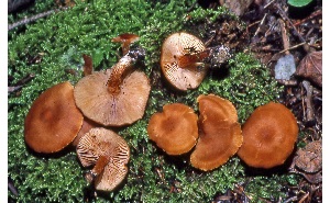  ( - MQ25a-CMMF008210)  @11 [ ] (bc-nc) (1980) McNeil, R. CMMF