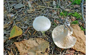  ( - MQ25a-CMMF008223)  @11 [ ] (bc-nc) (2005) McNeil, R. CMMF