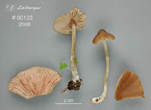  ( - MQ25a-CMMF008550)  @11 [ ] (bc-nc) (2006) Labrecque, J, CMMF